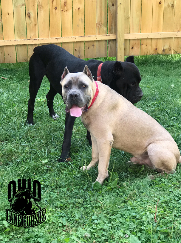 Males Ohio Cane Corsos